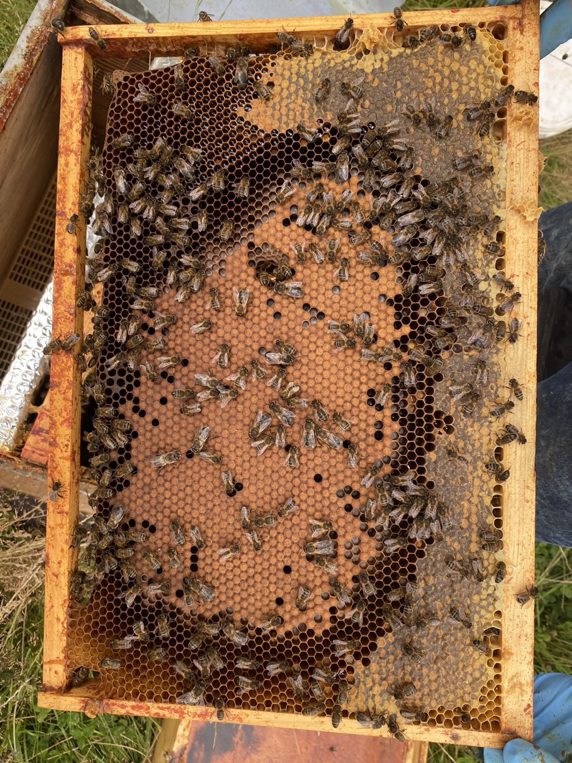 Cadre de couvain operculé couvert d'abeilles