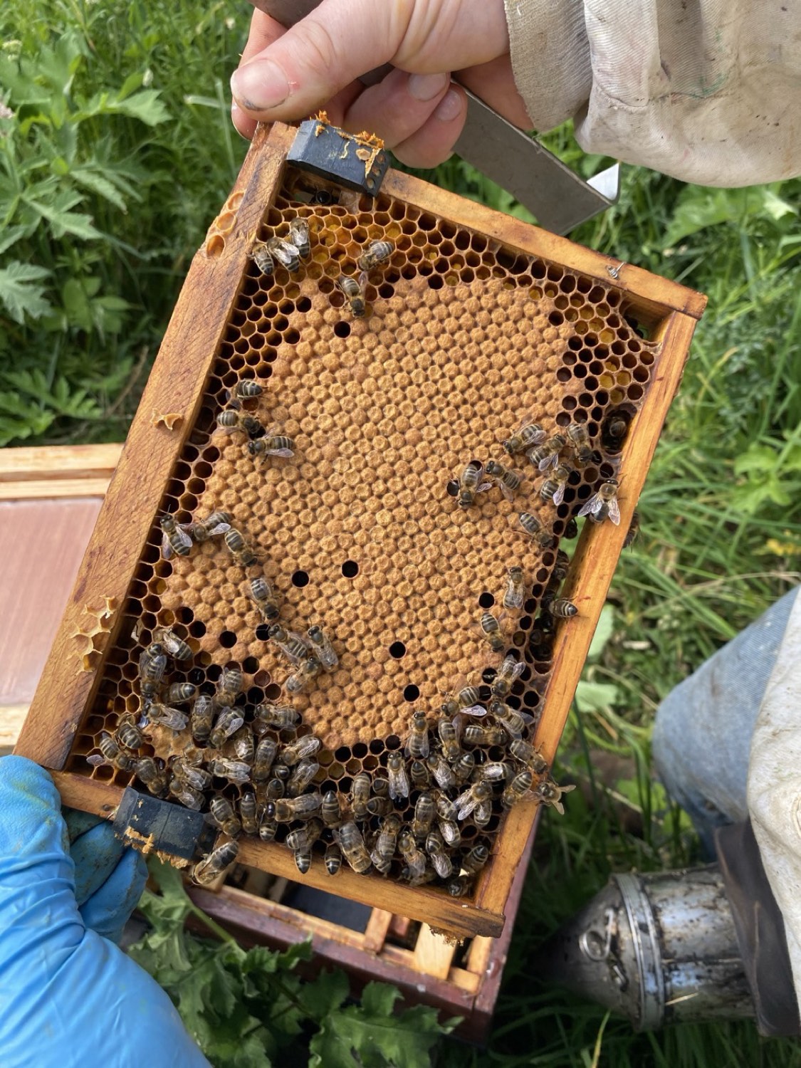 Cadre de couvain tenu à la main au-dessus d'une ruche
