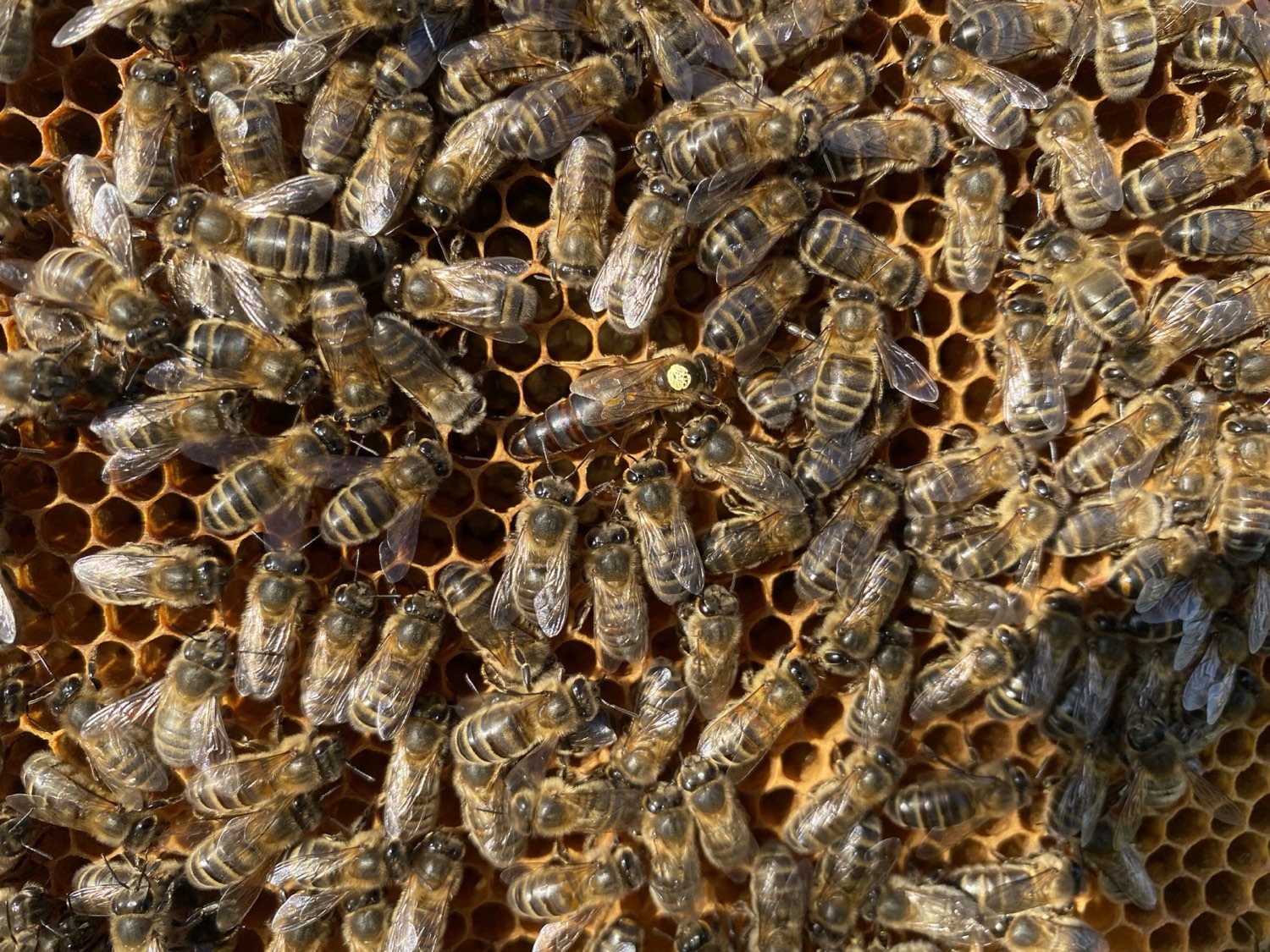 Une reine marquée d'une pastille jaune entourée d'abeilles noires sur un cadre