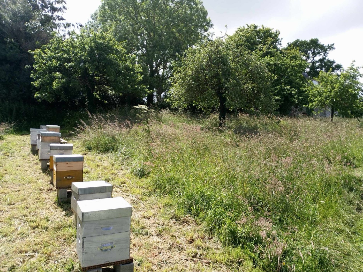 Ruches alignées en lisière de prairie