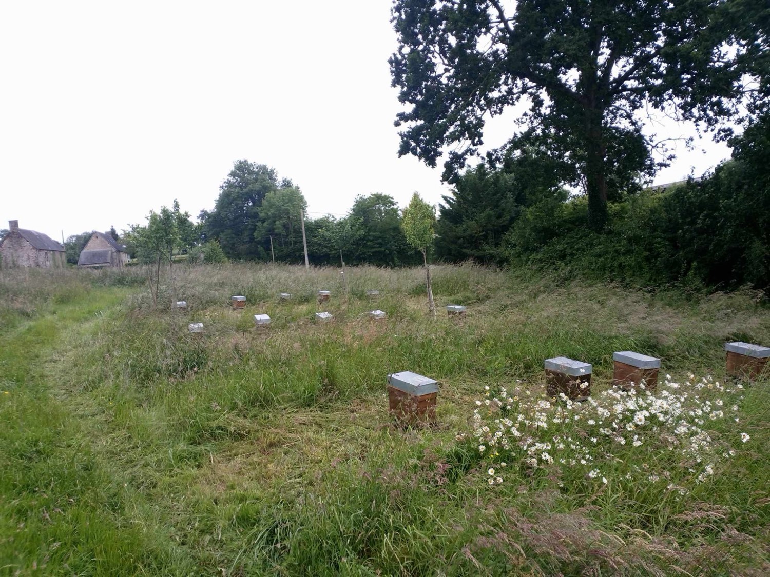 Rucher dispersé dans une prairie fleurie de marguerites
